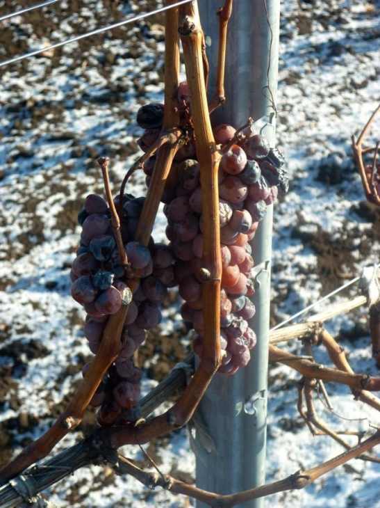 ice-wine-1