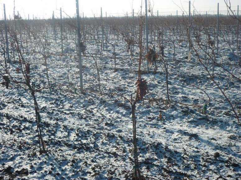 заморож.виноград2-1