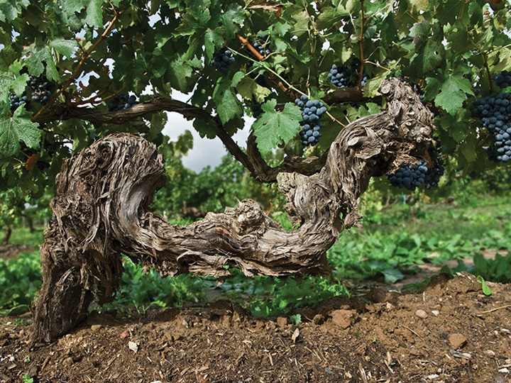 Penfolds_Vineyard_Kalimna_1