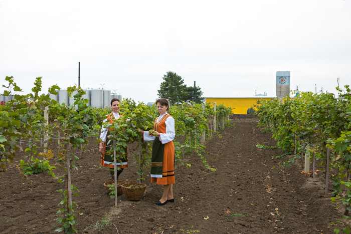 bulgariwinery-043-1