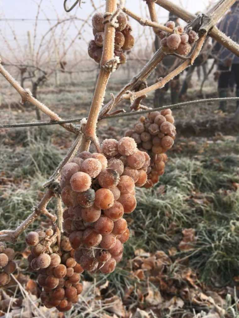 ice-wine-kvint-1