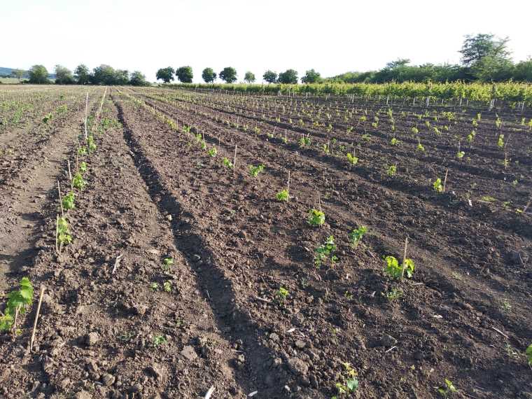 флоричика-1