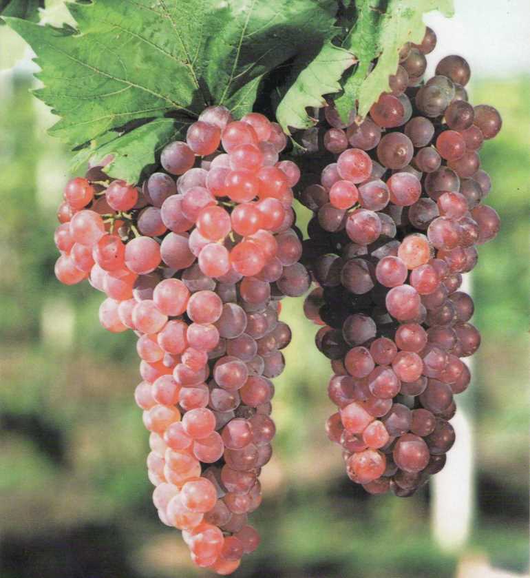 Молдавские учёные создали новый технический сорт винограда — Wine andSpirits